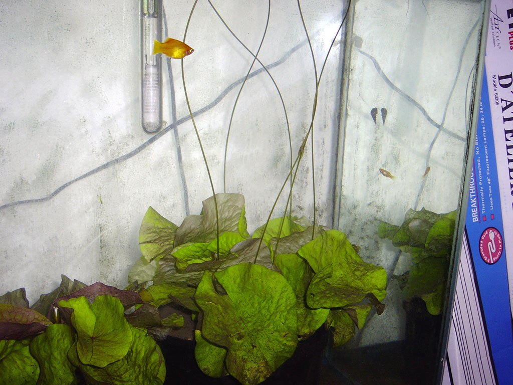 Nymphaea minuta Dec 25 05 transition Image011